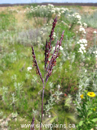 big bluestem