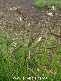 blue grama grass