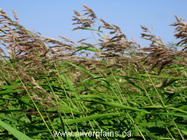 common reedgrass