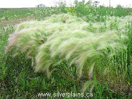 foxtail barley