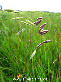 fringed brome