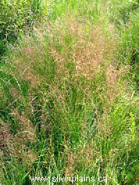 hair grass