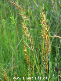 Indian grass