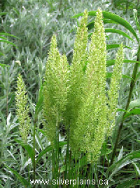 junegrass