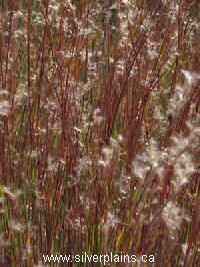 little bluestem