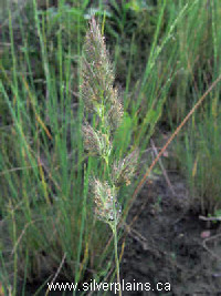 marsh muhly