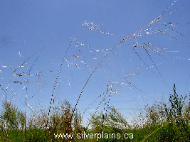 needle & thread grass