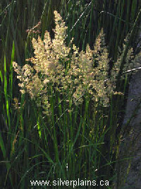northern reedgrass