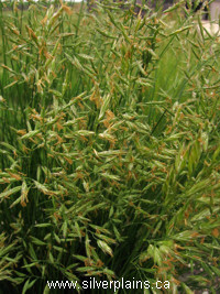 plains muhly