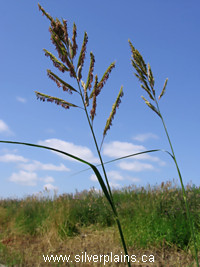 prairie cordgrass