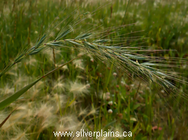 Canada wild rye
