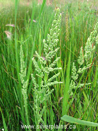sloughgrass