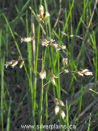 sweet grass