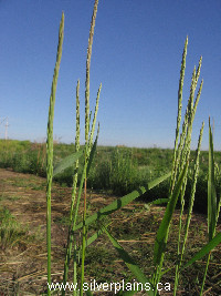 slender wheatgrass