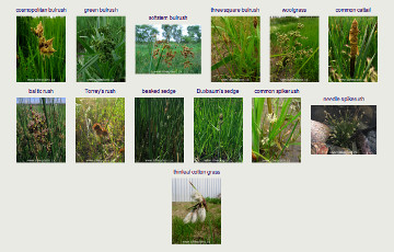 flora data