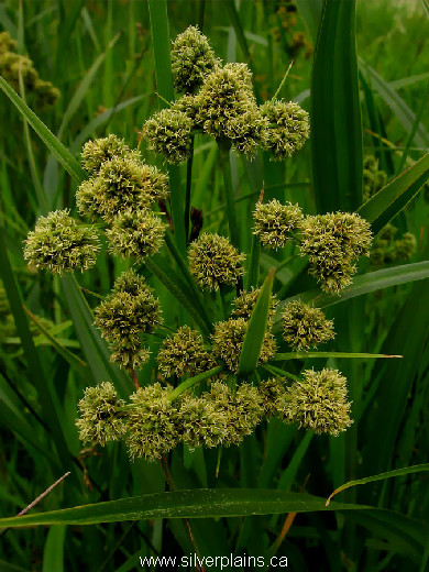 green bulrush - Scirpus atrovirens Willd. 07JL22-02