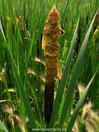 common cattail - Typha latifolia 10JN24-01