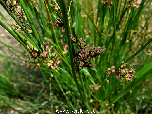 baltic rush ~ Juncus balticus Willd. 08JL23