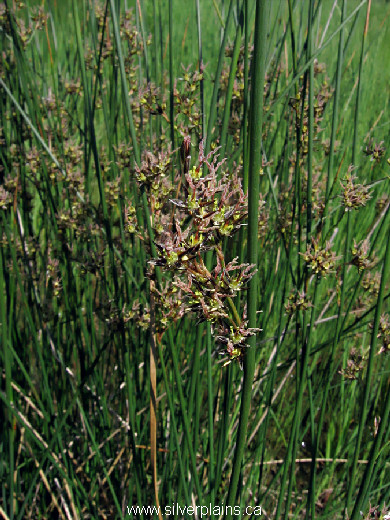baltic rush ~ Juncus balticus Willd. 09JN19-2