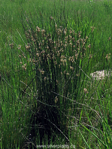 baltic rush ~ Juncus balticus Willd. 09JN19-3