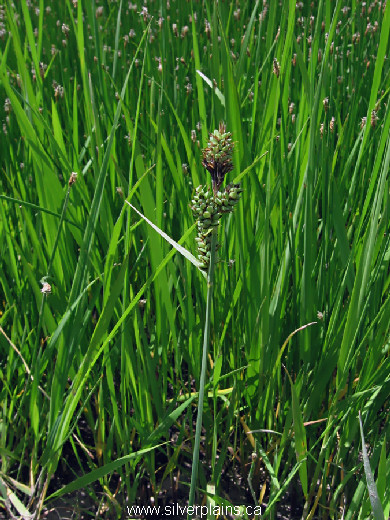 Buxbaum's sedge - Carex buxbaumii 10JN04