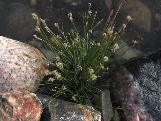 needle spikerush - Eleocharis acicularis 08AU16-01