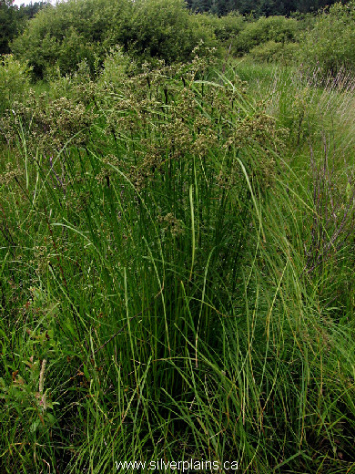 woolgrass - Scirpus cyperinus (L.) Kunth 10JL08-02