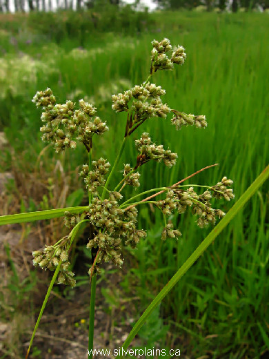 woolgrass - Scirpus cyperinus (L.) Kunth 12JL02