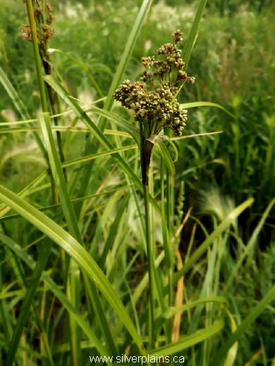 woolgrass - Scirpus cyperinus (L.) Kunth 13JL09