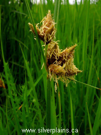 cosmopolitan bulrush