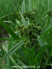 green bulrush