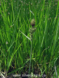 Buxbaum's sedge