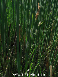 beaked sedge