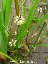 common spikerush
