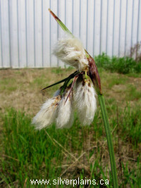 thinleaf cotton grass