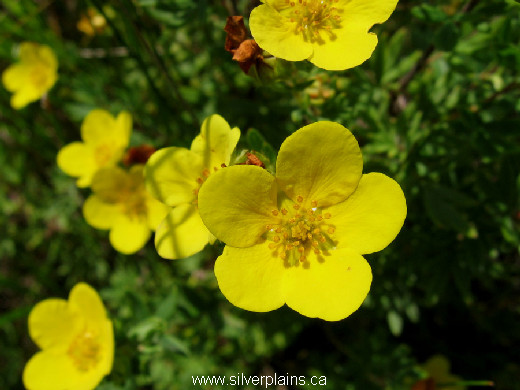 shrubby cinquefoil, Potentilla fruticosa - 07JL22