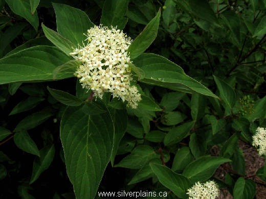 red osier dogwood - Cornus_stolonifera 11JL18