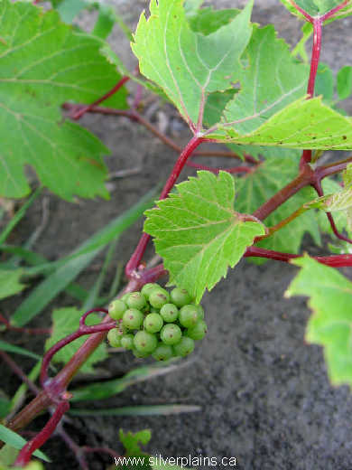 riverbank grape - Vitis riparia 07JN30