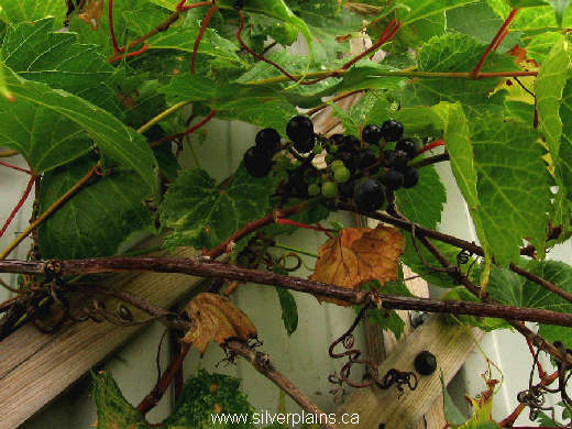 riverbank grape - Vitis riparia 11AU31-01