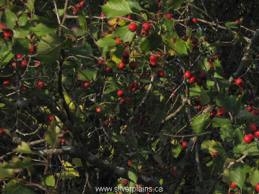 fireberry hawthorn - Crataegus chrysocarpa 08SE21 02