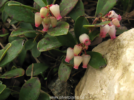 kinnikinnick - Arctostaphylos uva-ursi 11MA22-1