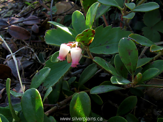 kinnikinnick - Arctostaphylos uva-ursi 11MA22-2