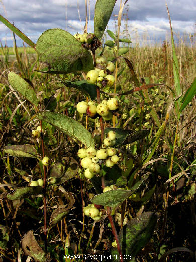 30 Western Snowberry Seeds – Symphoricarpos Occidentalis, White Pink Flower Shrub, Seedville USA