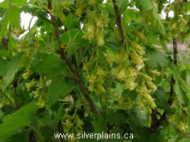 wild black currant