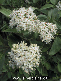 red osier dogwood