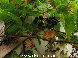 riverbank grape
