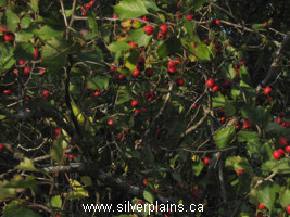 fireberry hawthorn