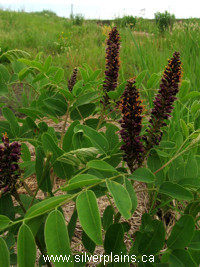 indigo bush