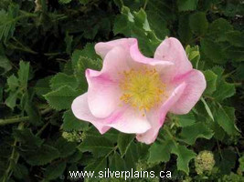 prairie rose