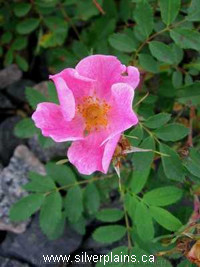 prickly rose
